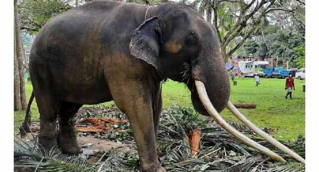මුතුරාජා හස්තියා අද යළිත් තායිලන්තයට..